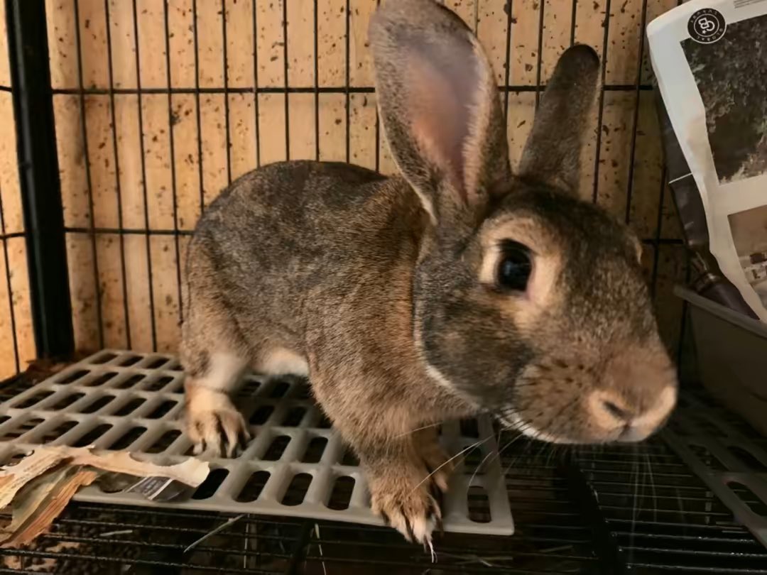 eastvalleybun's tweet photo. My friends at North Central Animal Shelter have Bob who is a mellow boy. He is very friendly &amp; chill. He is a very cool honey color to match his laid back personality. Let’s get him to a rescue or forever home..Call 1-888-452-7381 #adopt https://t.co/l50BHLJLSt