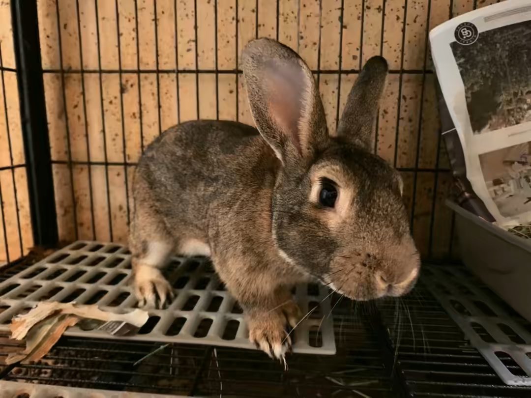 eastvalleybun's tweet photo. My friends at North Central Animal Shelter have Bob who is a mellow boy. He is very friendly &amp; chill. He is a very cool honey color to match his laid back personality. Let’s get him to a rescue or forever home..Call 1-888-452-7381 #adopt https://t.co/l50BHLJLSt