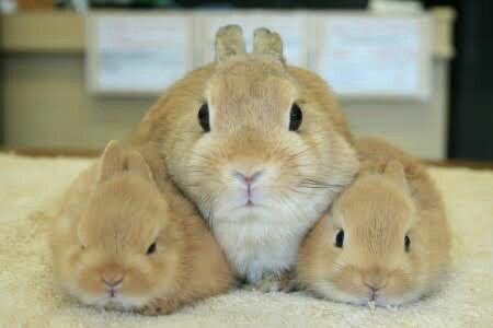 flutterbunbun's tweet photo. https://t.co/1Ve8oiRh3K
