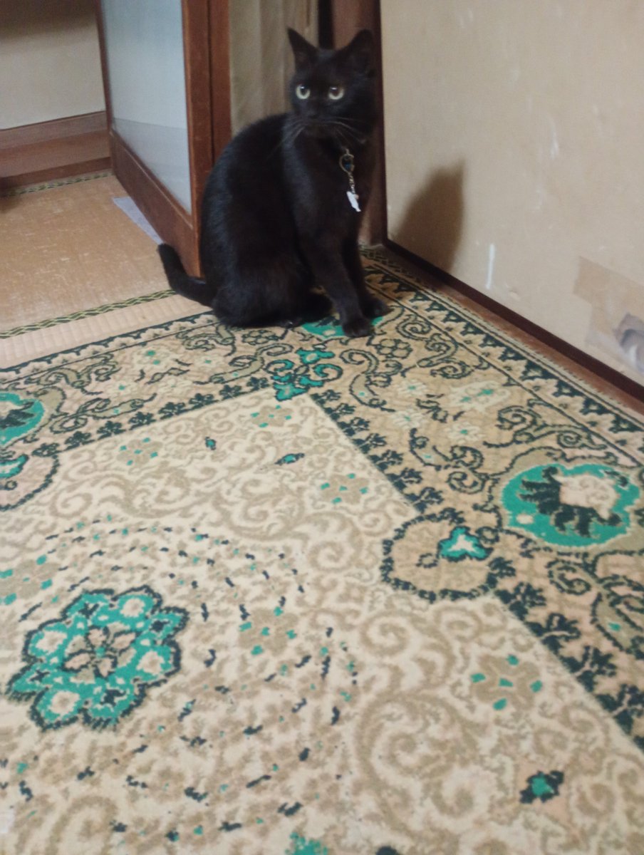 helpmeamirin's tweet photo. ポポチャン おばあちゃんの部屋に行きたいんだね https://t.co/2IaXcu8uuE