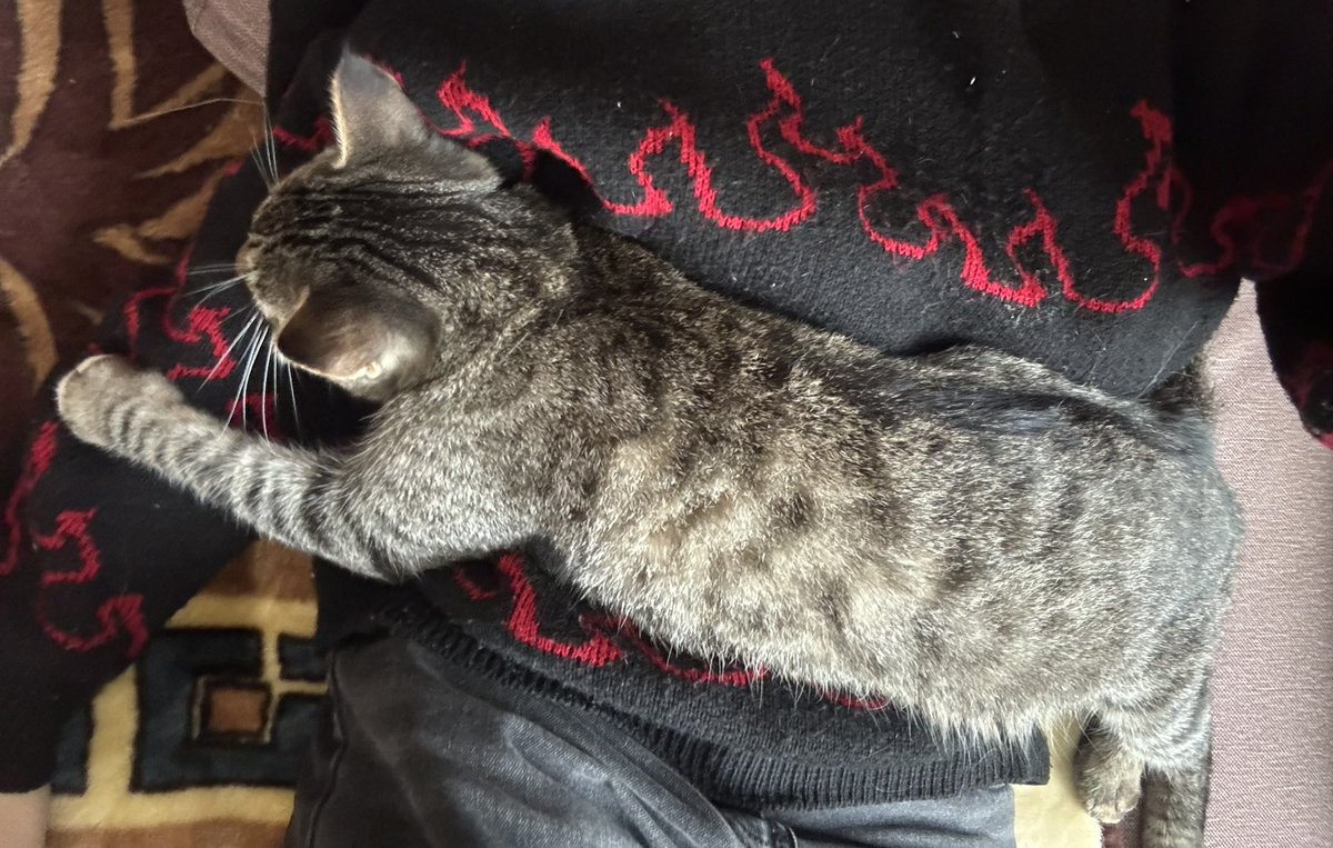 Sofa366d's tweet photo. Огромный кот. У меня все https://t.co/RLq86FIAWg