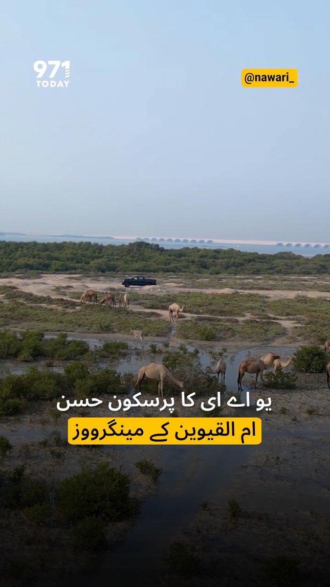 An aerial view of camels and other animals grazing in a marshland area with a vehicle visible; overlaid text in Urdu reads 'یو اے ای کا پرسکون حسن ام القیوین کے منگرووز' with '971 TODAY' logo and '@nawari_' watermark.