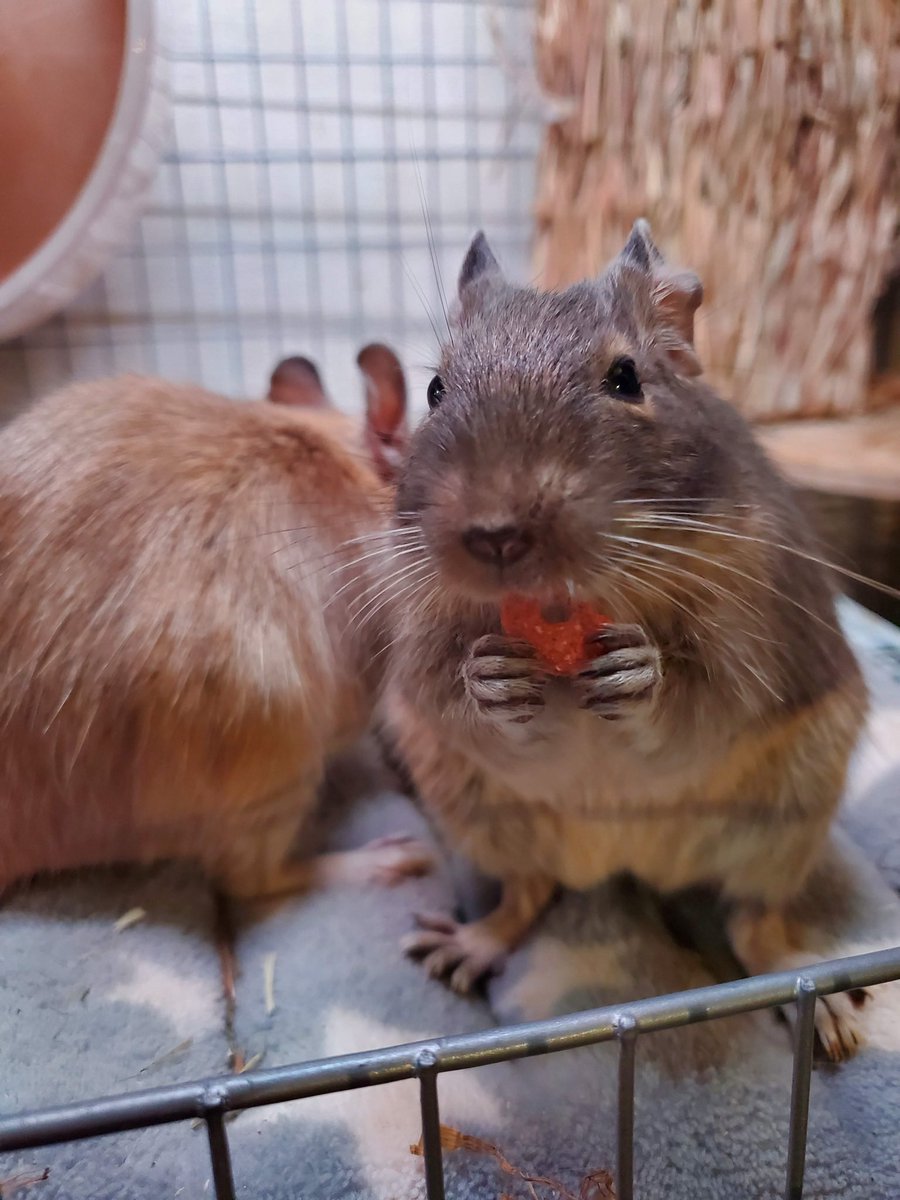 kdevelopk's tweet photo. iPhone vs Degu https://t.co/pczfI3yOZ0