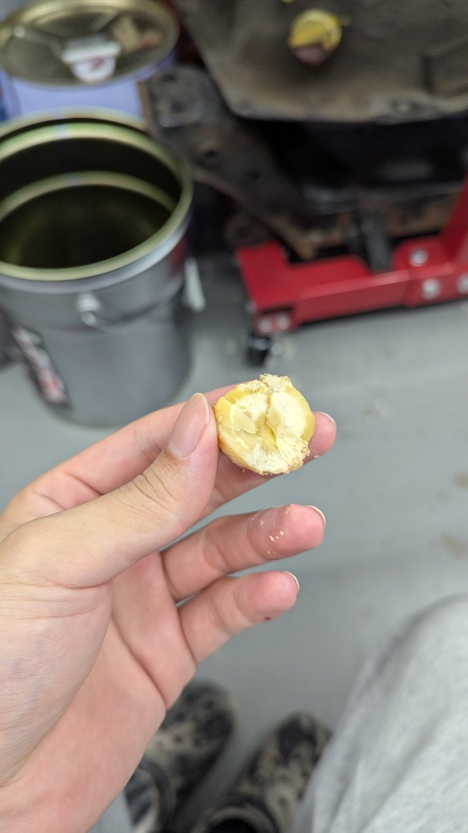 Reydster's tweet photo. 栗煮込んでみたらけっこう美味しい笑
友達手で剥いてて強かった https://t.co/Sm5E8EuCMK