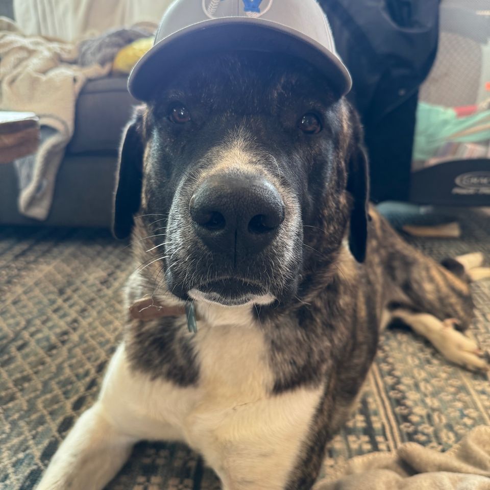 TheRealMadOx's tweet photo. Sergeant Snuggles has now spent more than a year in a Pima County kennel.

He went in on Oct 7, 2025. His family says they were told it was a 10-day quarantine. The county's own form, quoted in their federal filing, printed a release date of Oct 17, 2025.

That was 358 days ago.

His family paid an $11,000 appeal bond, according to the county's own memo. The woman he bit is the owner's mother, and the family's lawyer told KVOA she opposes putting him down.

Pima County still calls him dangerous and still wants him euthanized.

Picture your dog alone behind a kennel door for a year while the person he hurt asks to spare him.

Sign the petition. Call the Pima County Board of Supervisors. Ask them how a 10-day quarantine turned into a year.

How many more days does Snuggles get?

#SaveSnuggles