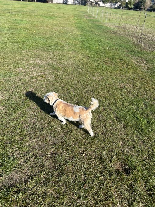 A small tan and white dog wearing a black collar runs across a grassy field.