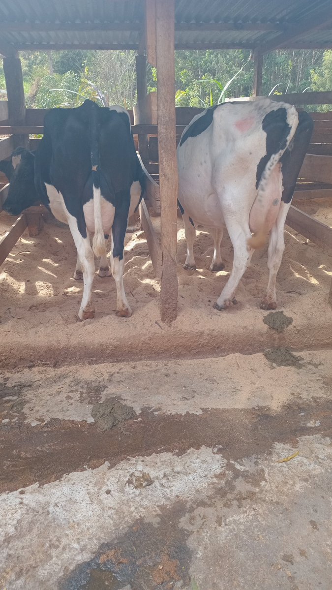 lamoutmike's tweet photo. Our dairy cows are raised under strict health standards, ensuring smooth adaptation and immediate returns once they arrive at your farm.

For Quality Dairy Cows Call Or WhatsApp Me At +254716301107.
And Remember To Is MazingiraDay In Our Country. https://t.co/Clawqase02