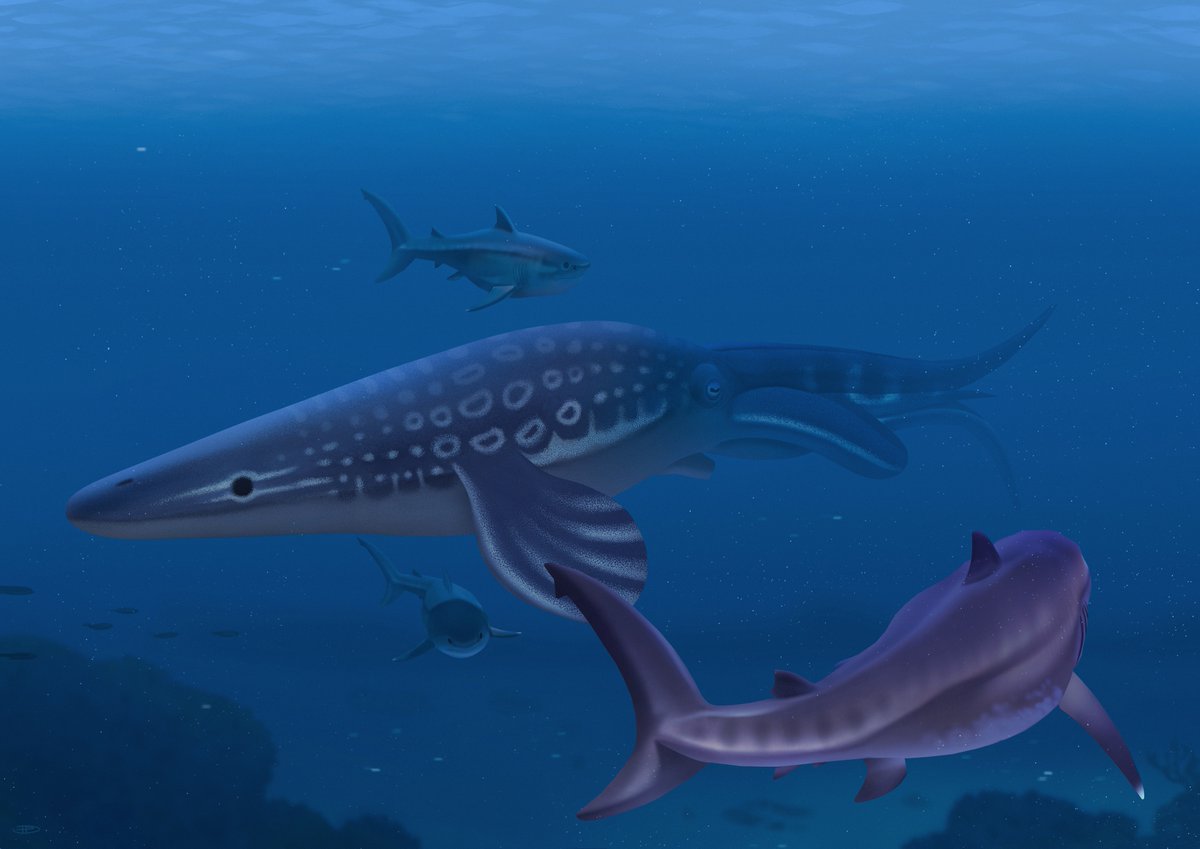 dinodanicus's tweet photo. An exhausted female #nanaimoteuthis has attracted the unwanted attention of several hungry #cretoxyrhina. With her energy low she attempts to scare off the #sharks by mimicking a large #mosasaur.
#paleontology #paleoart #octopus #prehistoric #illustration #not #a #dinosaur https://t.co/P8lTnfHNC2