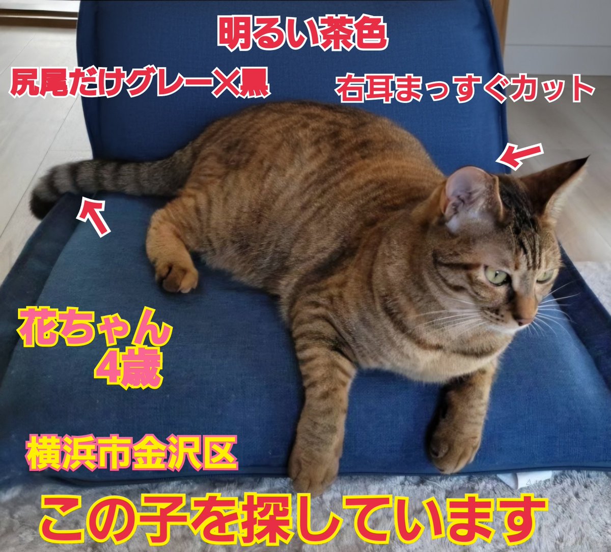 squirrelemi's tweet photo. 猫を探しています。花ちゃん4歳。右耳がまっすぐカット、明るい茶色、長い尻尾だけグレー✕黒。2024年4月11日横浜市金沢区富岡東の自宅から私の不注意で外に出てしまい迷子のままです。花をずっと探しています。
#猫を探しています
#拡散希望ＲＴお願い致します 
#横浜市金沢区 https://t.co/h3oM6GvaOB