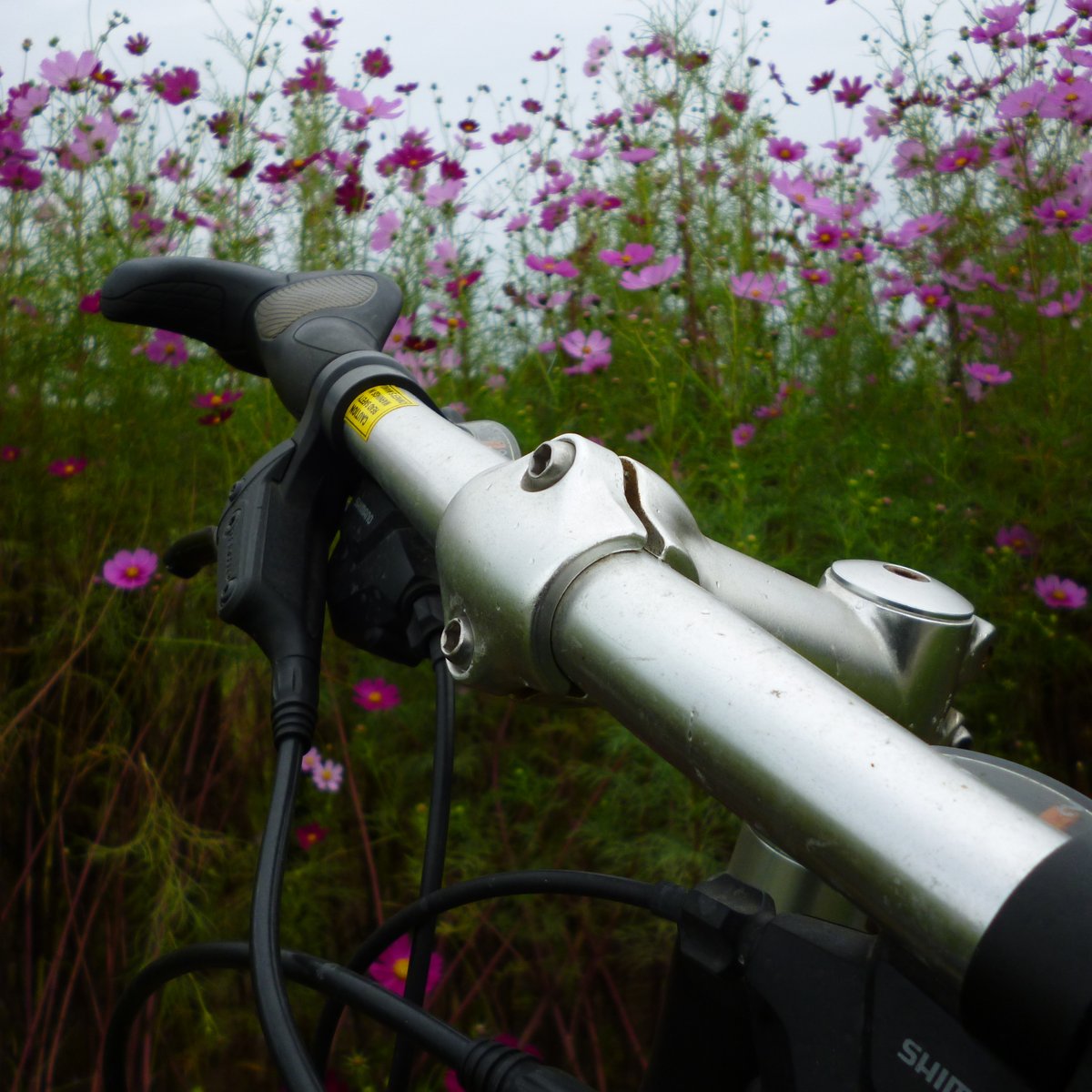 mountainfrog2's tweet photo. コスモスとマイチャリ
#秋桜
#giantescape
#曇り空
#サイクリング
#写真好きの人と繋がりたい https://t.co/fCbXlfjIEg