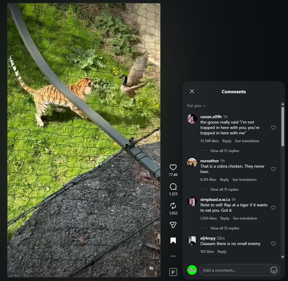 000xy_0's tweet photo. GOOSE SCARING AWAY A TIGER IS GOING MEGA VIRAL RN

This is about to be the most viral animal ever I swear, the video already has 2.3M VIEWS IN JUST AN HOUR.

The goose literally got attacked by a tiger inside a zoo cage and scared it away having "Alpha" fit it perfectly.

https://t.co/potX9kKPma