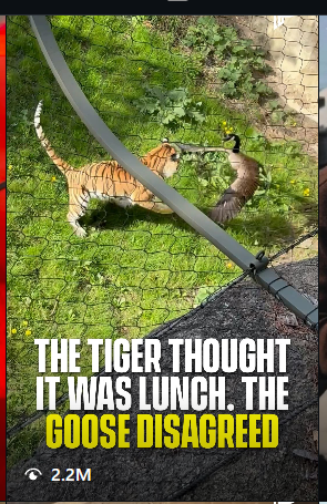 000xy_0's tweet photo. GOOSE SCARING AWAY A TIGER IS GOING MEGA VIRAL RN

This is about to be the most viral animal ever I swear, the video already has 2.3M VIEWS IN JUST AN HOUR.

The goose literally got attacked by a tiger inside a zoo cage and scared it away having "Alpha" fit it perfectly.

https://t.co/potX9kKPma