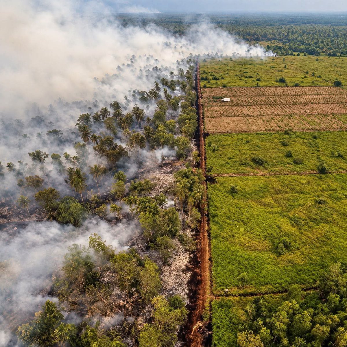 apanakdikato's tweet photo. Kimak lah Indon ni..

Elok jangan di bantu..Penat jepun dtg bantu.. Lepas tu bakar balik hutan.. https://t.co/KcOWhT0deN