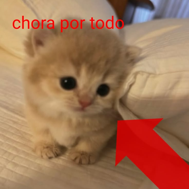 odeiootaco's tweet photo. eo https://t.co/8cZl5YDmoO
