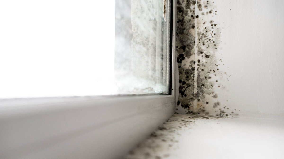 TheCleanUpGuys's tweet photo. Homeowners urged to check bathrooms for black mold — expert shares 3 signs and fixes https://t.co/iKWhjtPySS 
Mold Removal Chicago, Oak Park, River Forest, Forest Park, Riverside, Elmwood Park, Berwyn
https://t.co/gOtINYdr7u
#moldremovalchicago https://t.co/7jjIBa1t47