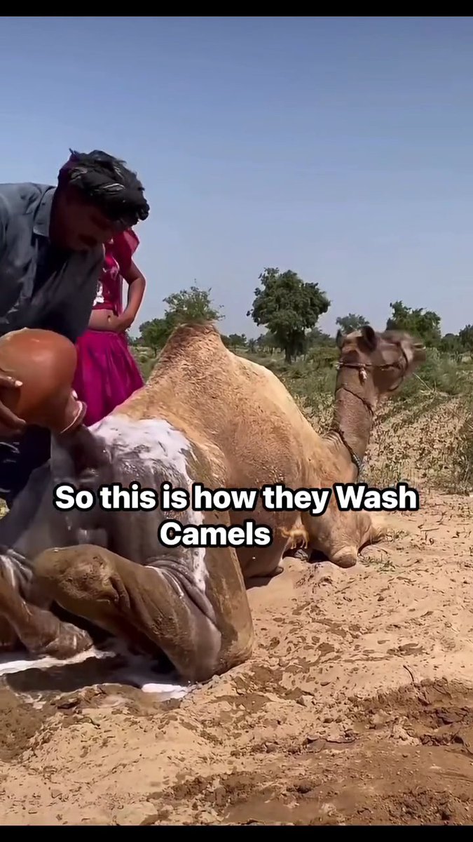 A video still showing two people washing a camel lying on sandy ground, with white text overlay reading 'So this is how they Wash Camels.'
