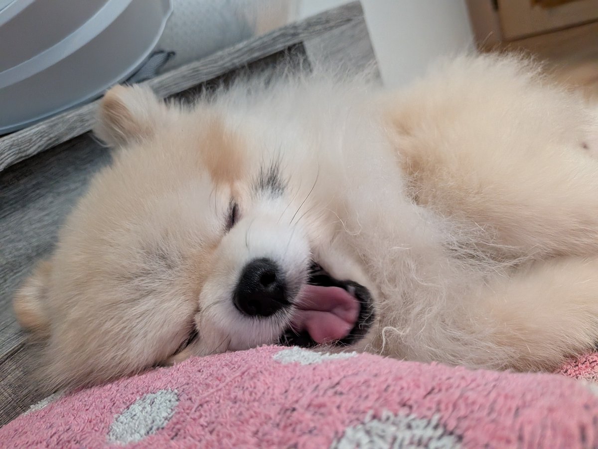 potatonopocchan's tweet photo. たいへん幸せですと言わんばかりの大あくびをいただきましてこちらこそ幸せいっぱいです！あたしが産んだんかなってくらき可愛くて仕方がねえ。
#ポメラニアン https://t.co/KKy2MOwXUF