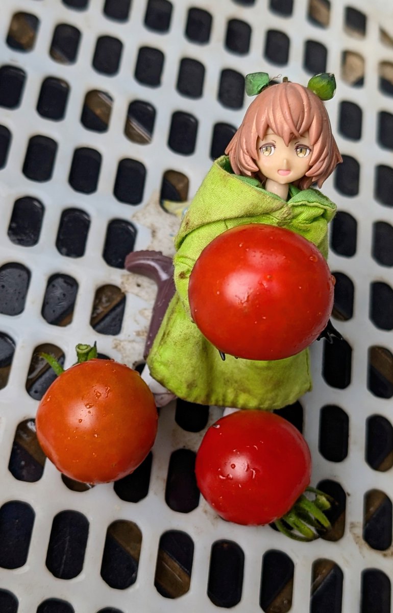 huga_e's tweet photo. 10月10日は「トマトの日」らしいのでw

🍅(⁠・⁠∀⁠・⁠)🍅ﾄﾏﾄﾏﾄﾏﾄ！

#ウチのコ園芸 https://t.co/ejQFbS0SFu