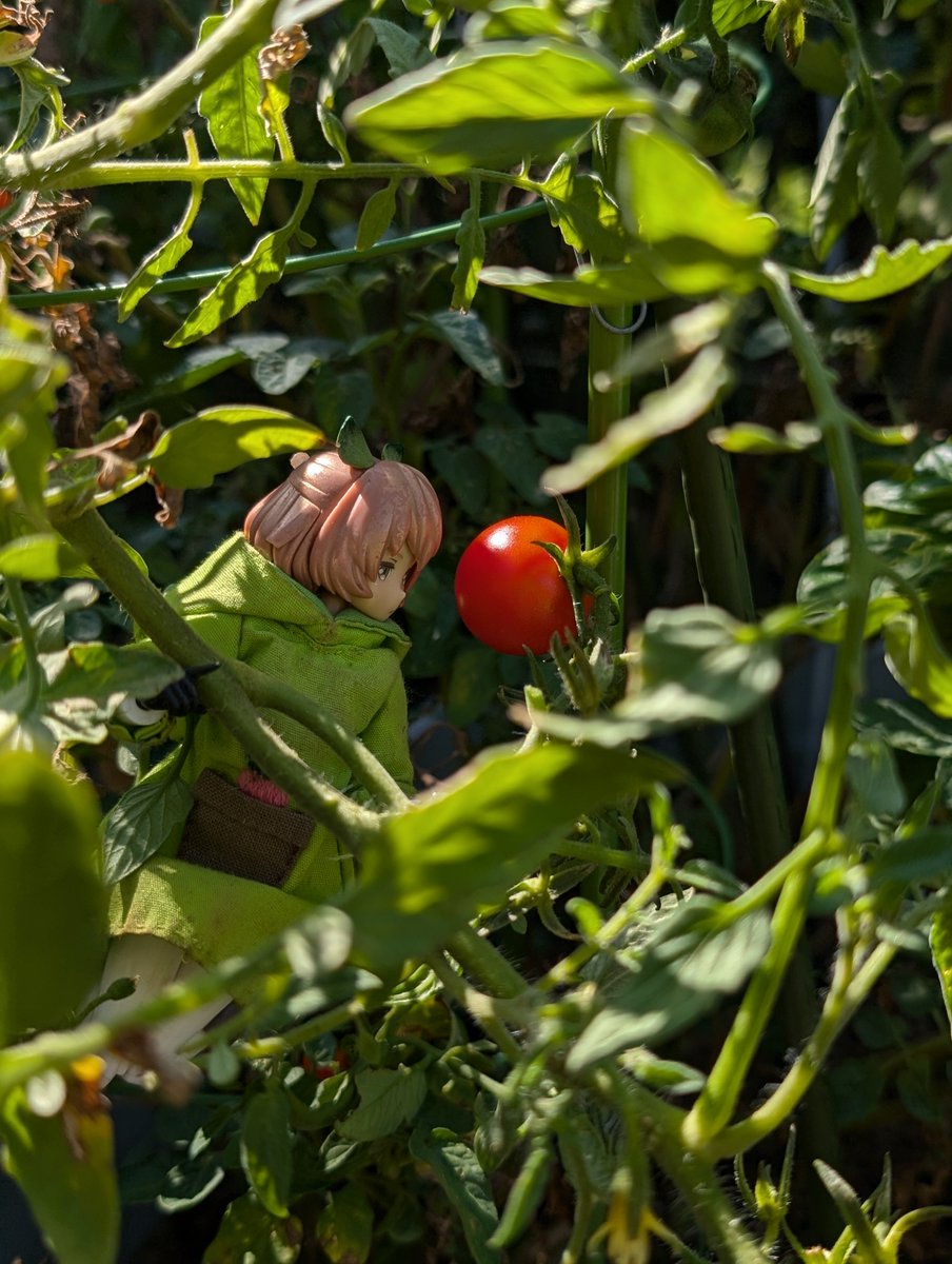huga_e's tweet photo. 10月10日は「トマトの日」らしいのでw

🍅(⁠・⁠∀⁠・⁠)🍅ﾄﾏﾄﾏﾄﾏﾄ！

#ウチのコ園芸 https://t.co/ejQFbS0SFu