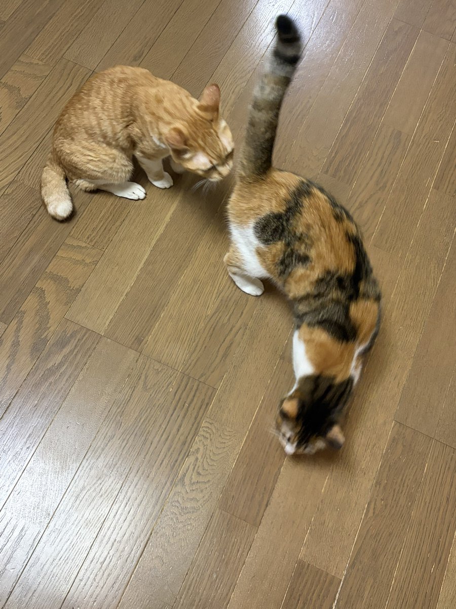 rei_613's tweet photo. お邪魔しま〜す🐈 https://t.co/mdsztJVksf
