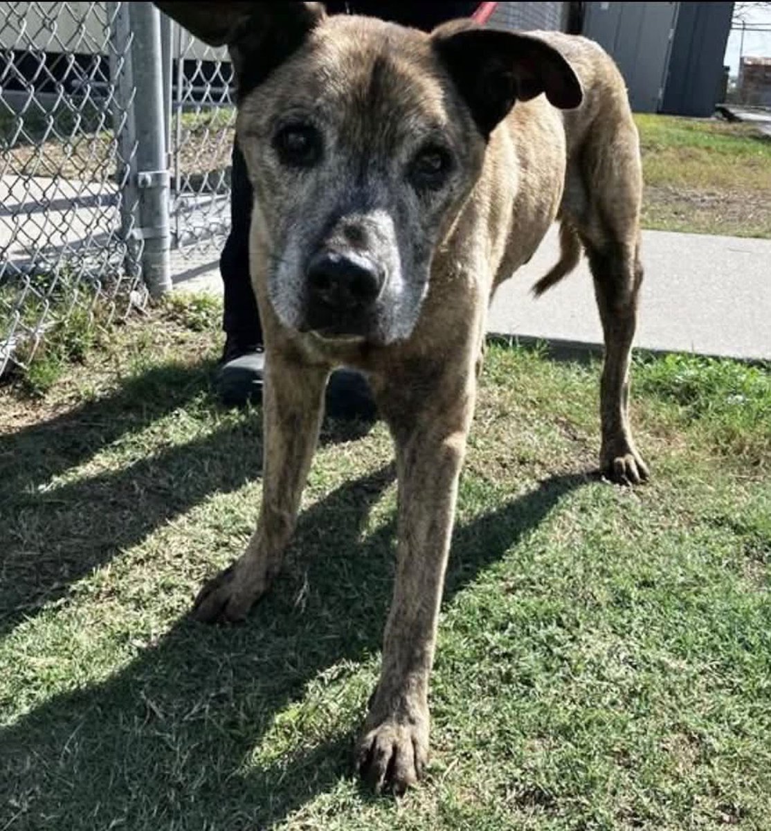 LisaBrabson's tweet photo. 💔OLD MAN JENKINS #A391173 12yo
Darling,found hiding under a 🏠Alone,starving,has broken teeth,severe arthritis 😭
BUT HIS WILL TO LIVE IS STRONG💙
#CorpusChristiACS wants to KILL him🤬
PlZ #PLEDGE to get this 😇 in a warm bed,for his last days!
Plz #Adopt or #Foster wee JENKINS https://t.co/eeySXcsXz8