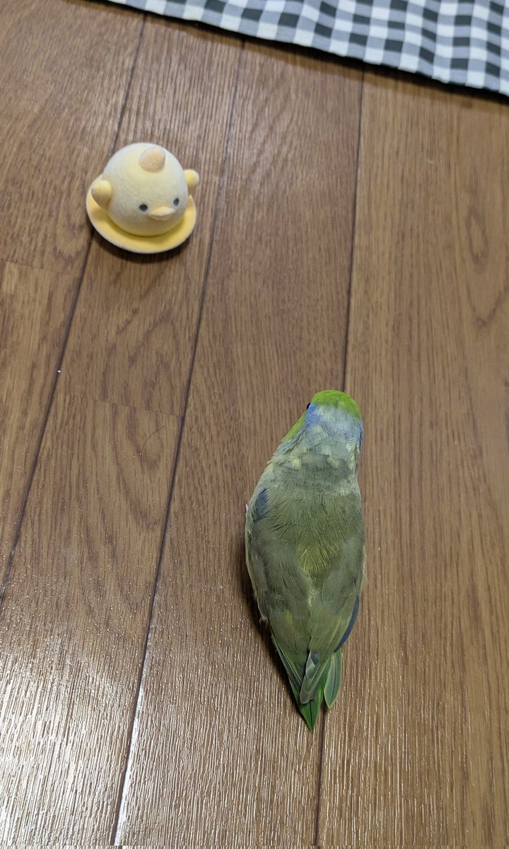 YUD_181's tweet photo. 今日は名古屋に行ってきました
ぴよりん買ってきたけど、ウチの子はここまで近づくのが限界でしたww

#マメルリハ
#インコ
#TLに可愛い鳥を流そう https://t.co/Z7FyyNqB3O