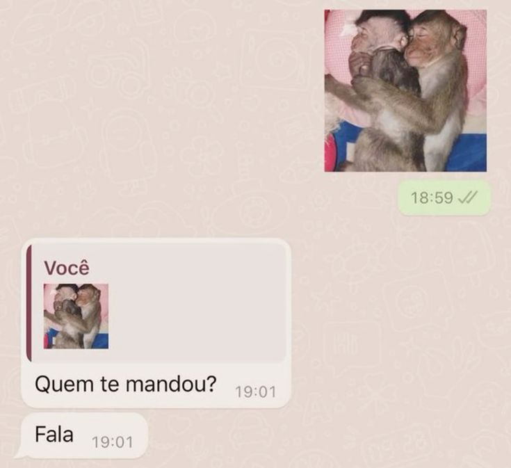 acervobichinho's tweet photo. https://t.co/MAWXkdQydn