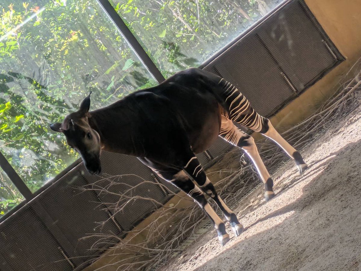 m11180121's tweet photo. @__ma0401 オカピです！
日本にはズーラシアと横浜市立金沢動物園にしかいないレアな子なんです(⁠*⁠´⁠ω⁠｀⁠*⁠)
とっても可愛い子なんですよ！ https://t.co/U3YeMrtr8g