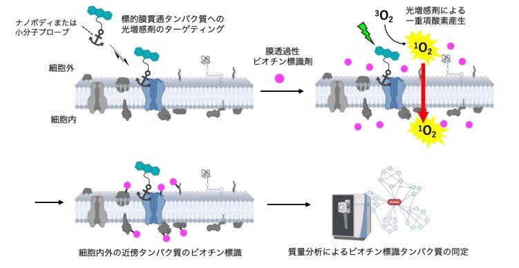 bibinotsubuyaki's tweet photo. 細胞外側に固定した光増感剤から発生する¹O₂を利用して、膜タンパク質の細胞内外に近接するタンパク質を同時に標識する技術「transmembrane PhoxID(tmPhoxID)」を開発

マウス脳内のGluD2、GABAAR、mGlu1の、其々の受容体周辺に存在するタンパク質群を同定することに成功🧐

https://t.co/5mn1TwPg3v https://t.co/cIyL7oW9OM