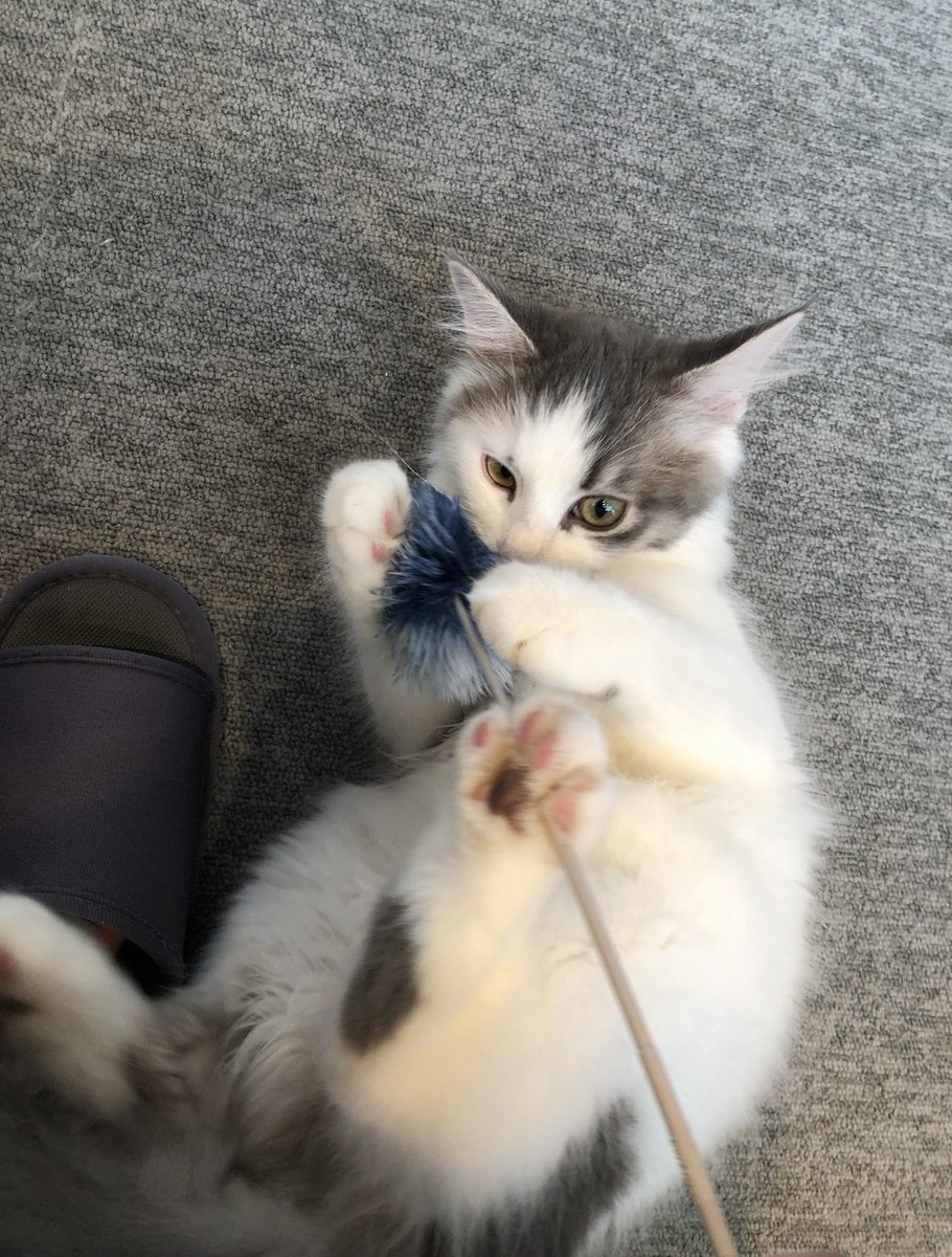 satoka_dayo's tweet photo. 夫と付き合う前に行った猫カフェで新入りだったまろた(当時5ヶ月・写真左) 今月でお店卒業と聞いて会いに行ってきた！7年経っても当時と変わらない元気いっぱいなまろたに会えて嬉しかった🥹🤍夫との思い出の1ページを彩ってくれてありがとう…ずっと幸せに暮らしてね…🥹 https://t.co/ZhkK1MQDuH