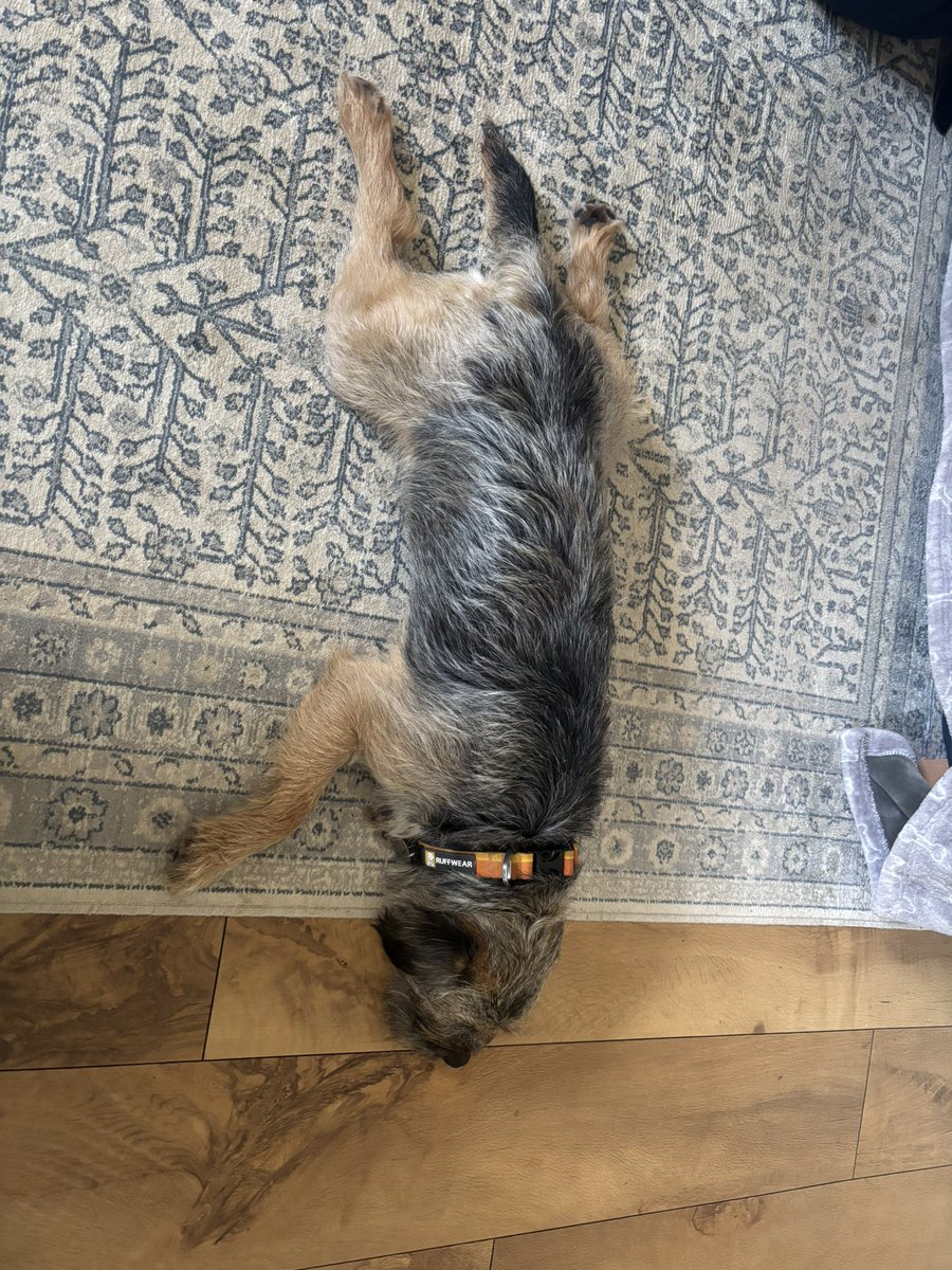 borders6's tweet photo. @BaxterBooBT I think they’ve broken me !! 😱 https://t.co/mEkiUbaj1S