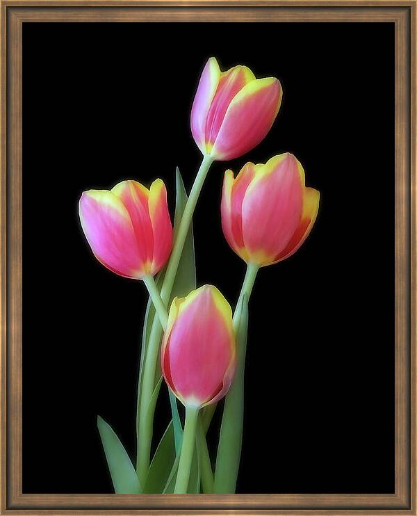HurmerintaArt's tweet photo. Four Red And Yellow Tulips. Flower photography.
#tulips #redtulips #wallartforhome #giftidea #luxurycards #flowers #notebooks https://t.co/nvgcZNaVVX https://t.co/cXigMc2Nwq