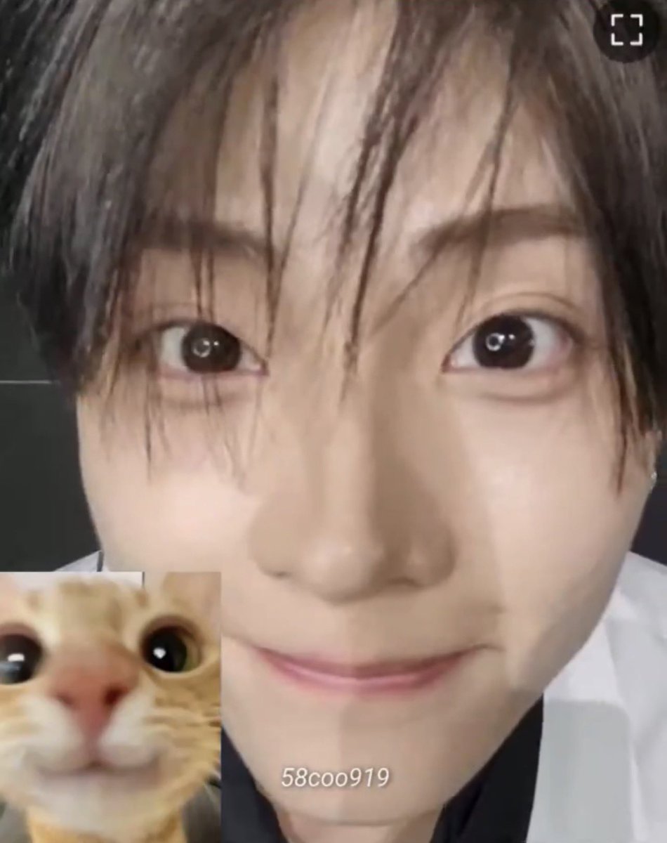 ddangwonii's tweet photo. has anyone seen my cats? they’re missing 😿 https://t.co/BXfFzz0PRY