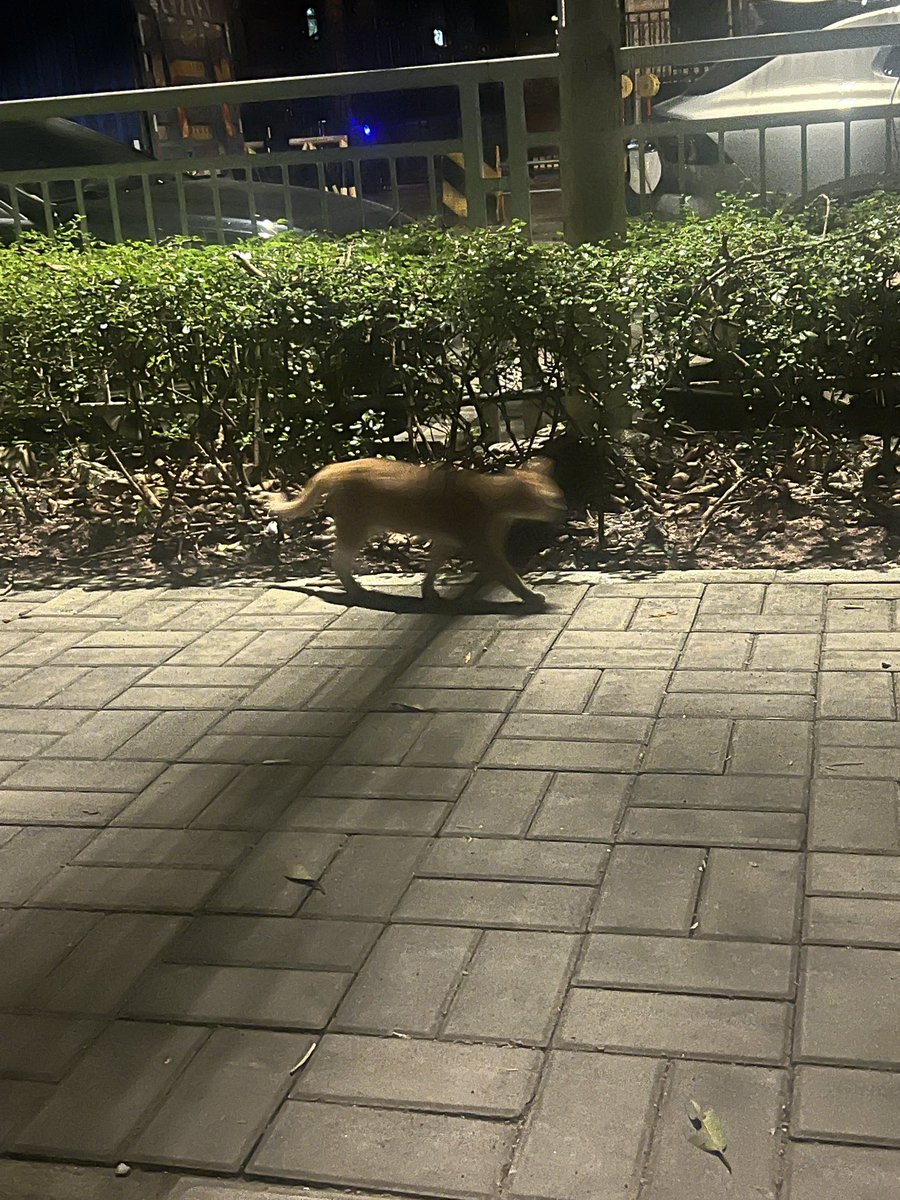 Linsen437's tweet photo. 还随手拍了一只小猫🐱 https://t.co/fkAt7meJV0