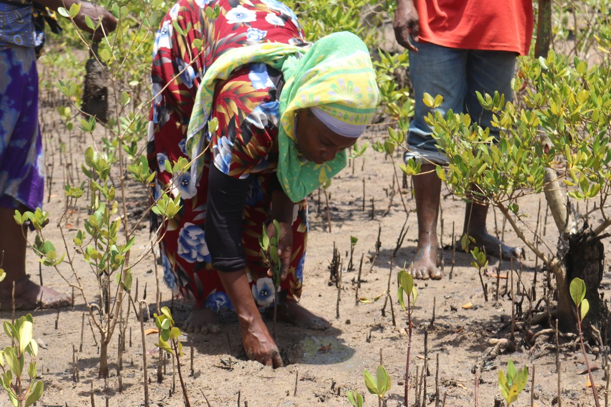 Mwarpkenya's tweet photo. 🌿 GROWING A GREENER FUTURE: EVERY TREE PLANTED, EVERY ACTION COUNTS! 💚

In support of Kenya’s ambitious target of growing 15 billion trees by 2032, today @MWARPKenya joined the Kenya Forest Service and the community of #Majoreni, Lungalunga Sub County to mark #MazingiraDay, reinforcing the importance of collective action in #protecting, #restoring, and #nurturing our #environment.

The day was marked by the planting of #mangrove trees, a vital step towards conserving our coastal #ecosystems, protecting #marine habitats, supporting #biodiversity, and safeguarding the livelihoods of communities that depend on marine #resources.

Beyond planting trees, the message was clear: environmental conservation begins with each of us! Keeping our surroundings #clean, reducing #pollution, protecting our #forests, and caring for our natural resources are essential steps towards building a healthier and more sustainable future.

MWARP recognizes that protecting the environment is a shared responsibility that requires commitment from individuals, communities, and institutions alike. Every seedling planted, every piece of #waste properly disposed of, and every conservation effort contributes to a greener and healthier planet.

Let us take action today to protect the environment we depend on tomorrow. Together, we can nurture nature and leave a lasting legacy for future generations!

#MWARPImpact #EnvironmentalConservation #MangroveRestoration #ProtectOurEnvironment