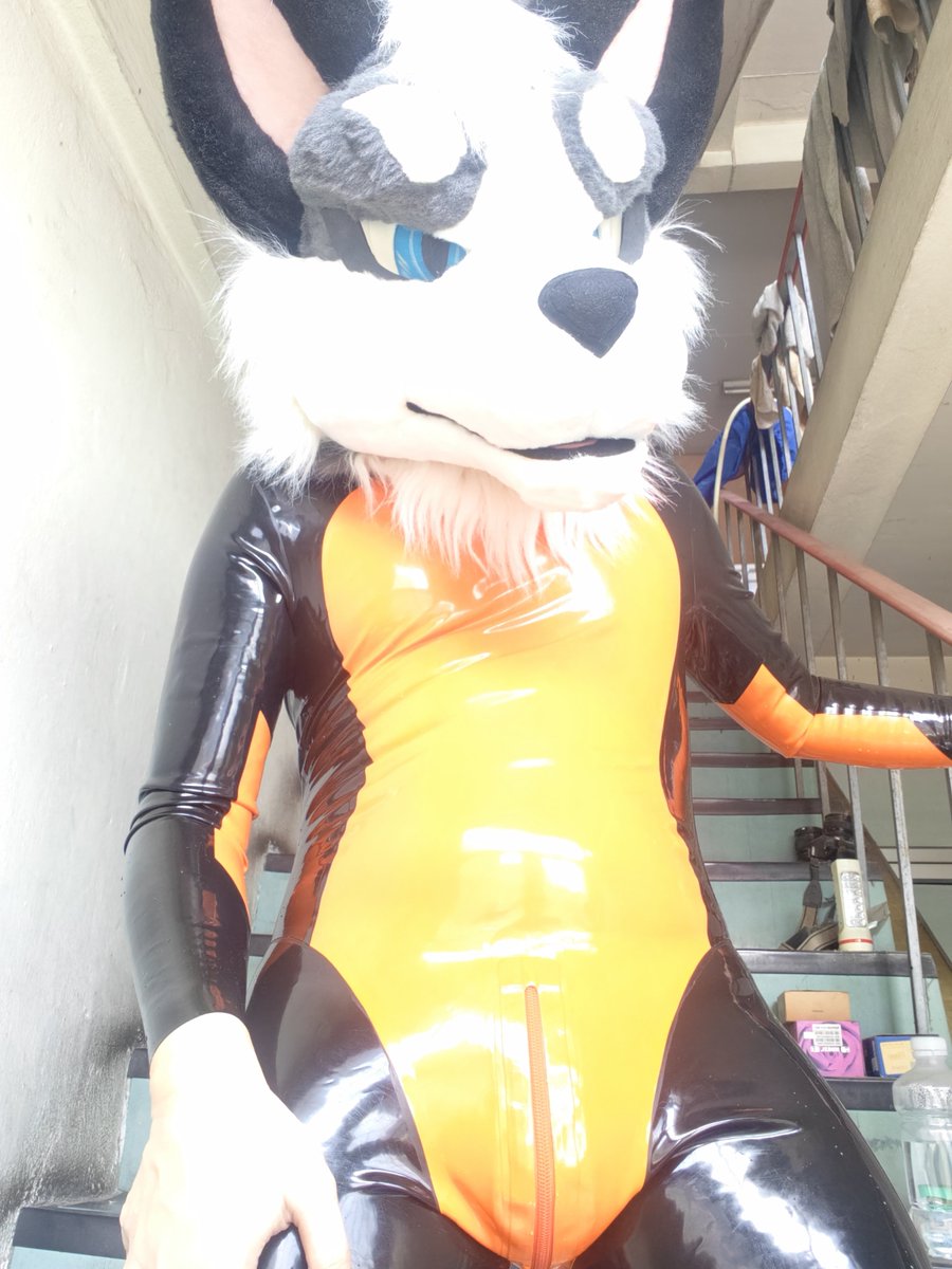 Maruthebaddog's tweet photo. Shining 🌟 🌟 like a sun 🌞 😎
Be like sun 🌞
Beyond sunny 🌄 😎
Be like a sun wolf 🐺
#ShinySaturday #SqueakySaturday #LatexFur #RubberFur #latex #Rubber #Forfunbangkok https://t.co/wB7jp5MHTC