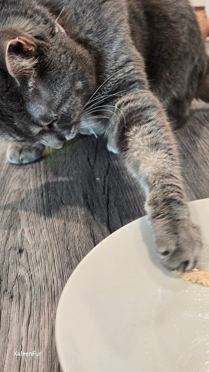 Shit_Boxing's tweet photo. The greed my cat shows is downright biblical. https://t.co/jnNgSkj1x8