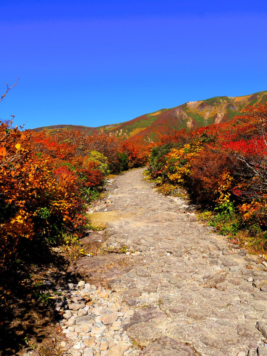 zundatarou's tweet photo. 先週は混雑していて入山できなかった宮城側からの栗駒山だが、今週再びチャレンジ😁⛰

朝５時出発で現地に７時到着🚙

今回は無事に入山できて登山開始

紅葉が奇麗過ぎて、どこもかしこも撮影のし甲斐があるんだこれが😊🍁🍁

＃栗駒山 https://t.co/G8ezZRsJ1k