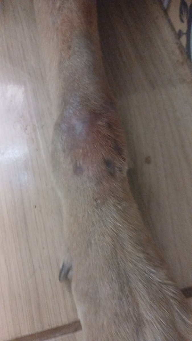 28bebesajuda's tweet photo. por favor nos ajude a arrecadar o dinheiro para a TERCEIRA consulta da bellit e cirurgia para retirada do bicho morto.

pix: 35991737271 https://t.co/JdbaLqmMmf