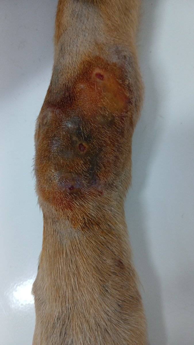 28bebesajuda's tweet photo. por favor nos ajude a arrecadar o dinheiro para a TERCEIRA consulta da bellit e cirurgia para retirada do bicho morto.

pix: 35991737271 https://t.co/JdbaLqmMmf