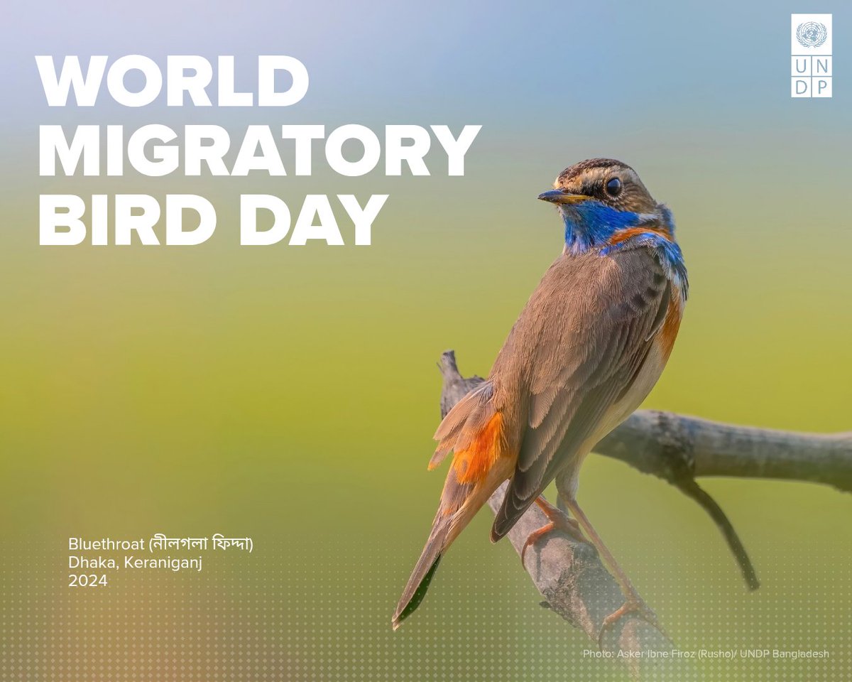 UNDP_BD's tweet photo. Every winter, Bangladesh's wetlands welcome thousands of migratory birds 🐦 travelling across borders. From Tanguar Haor in the northeast to Sonadia Island on the southeast coast, every sighting matters. This #WMBD2026 let's observe, record and protect.

📷 Asker Ibne Firoz (Rusho)/ UNDP Bangladesh