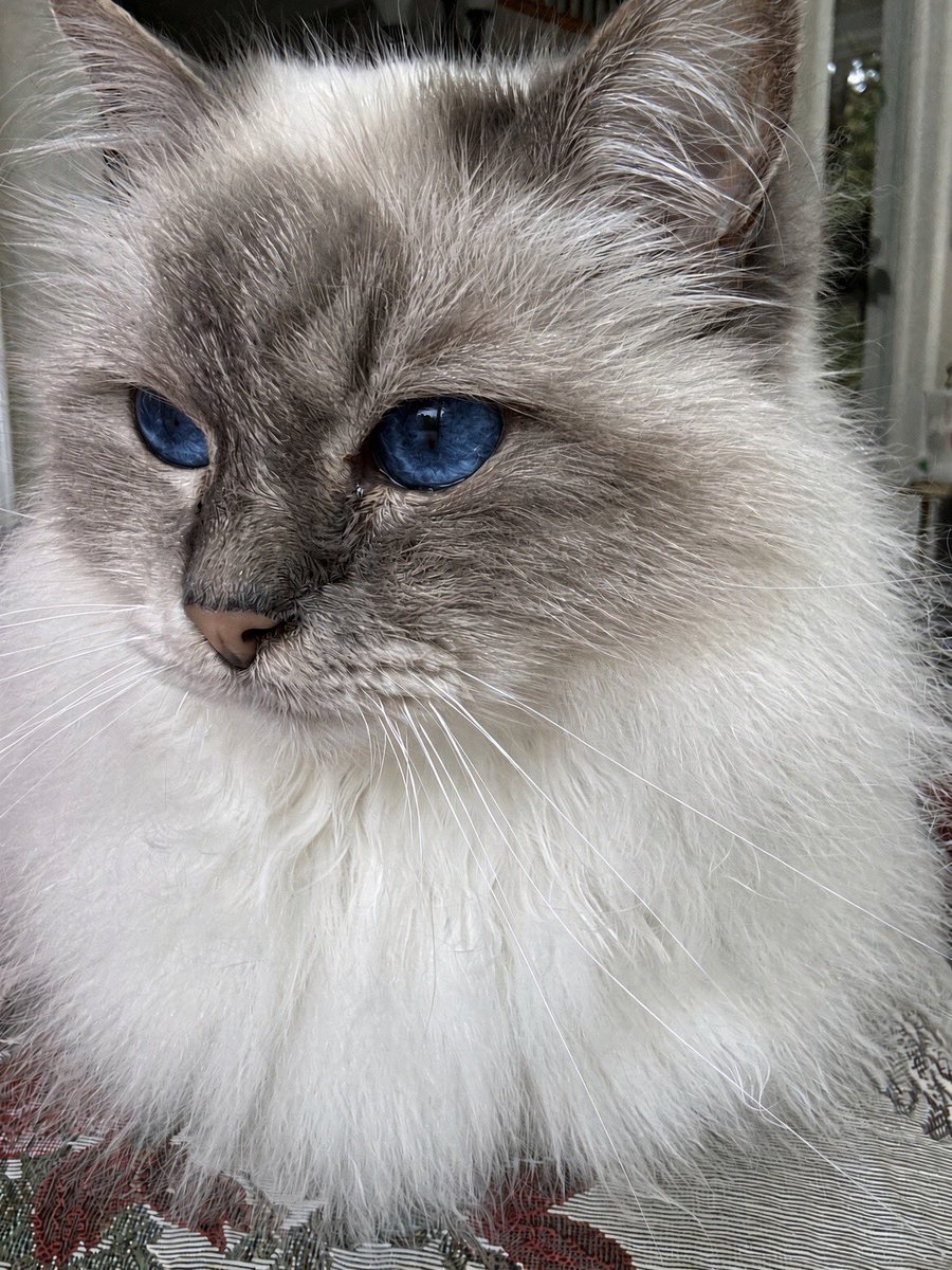 ElizGriff2016's tweet photo. @sixlittehearts She did๐๐๐ #SNELovesPets https://t.co/2j0RhADMcL
