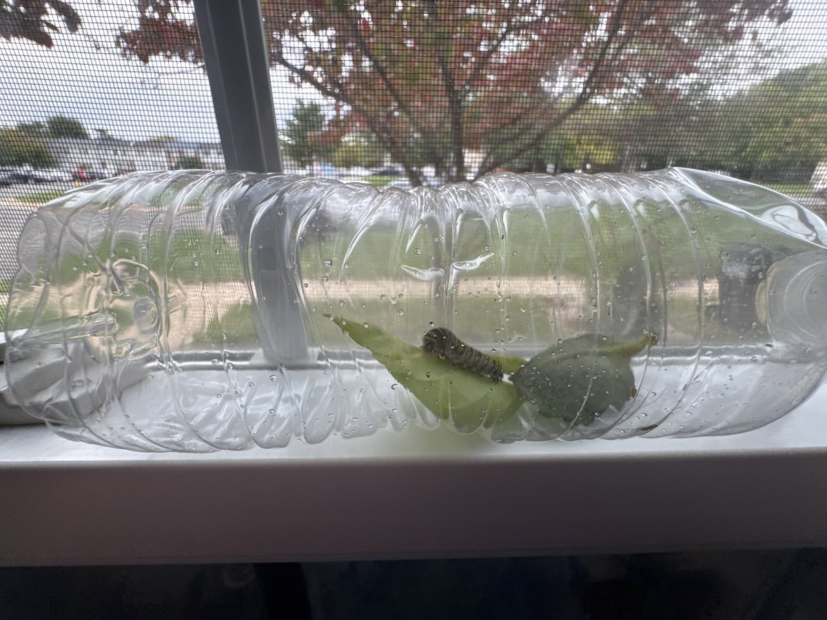 CutieConceal's tweet photo. Caterpillar https://t.co/9P5hSzd8NB