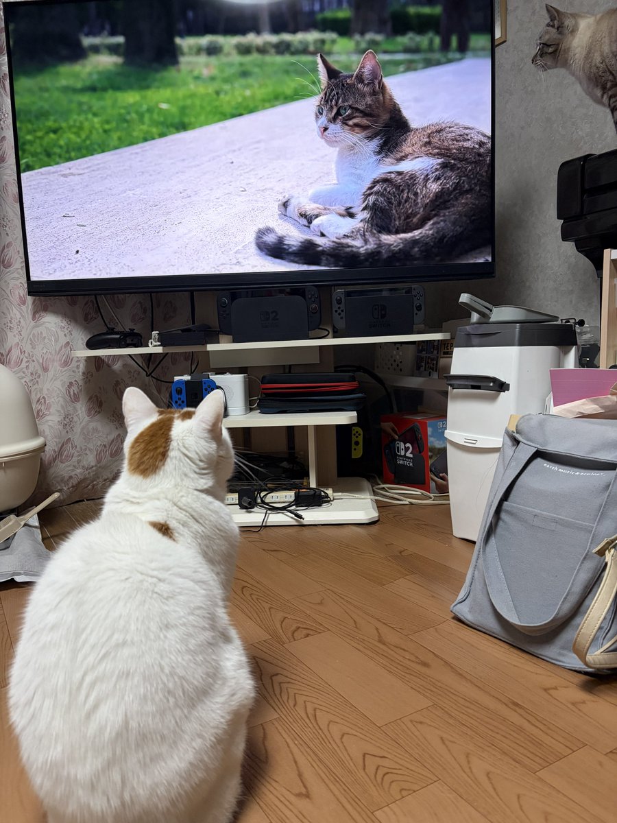 _m90nem's tweet photo. ねこ　ねこの動画好きみたい https://t.co/ScXSLO2CoL