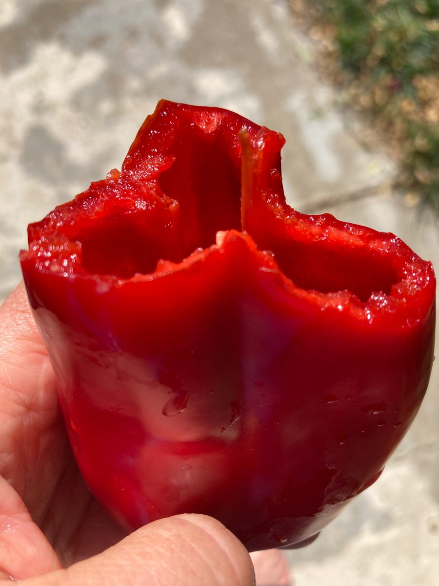 SkeetsDee's tweet photo. How's this for a beautiful organic fresh homegrown unsprayed unwaxed red bell pepper? couldn't resist. Tastes like candy. https://t.co/mo6gTIRJbC