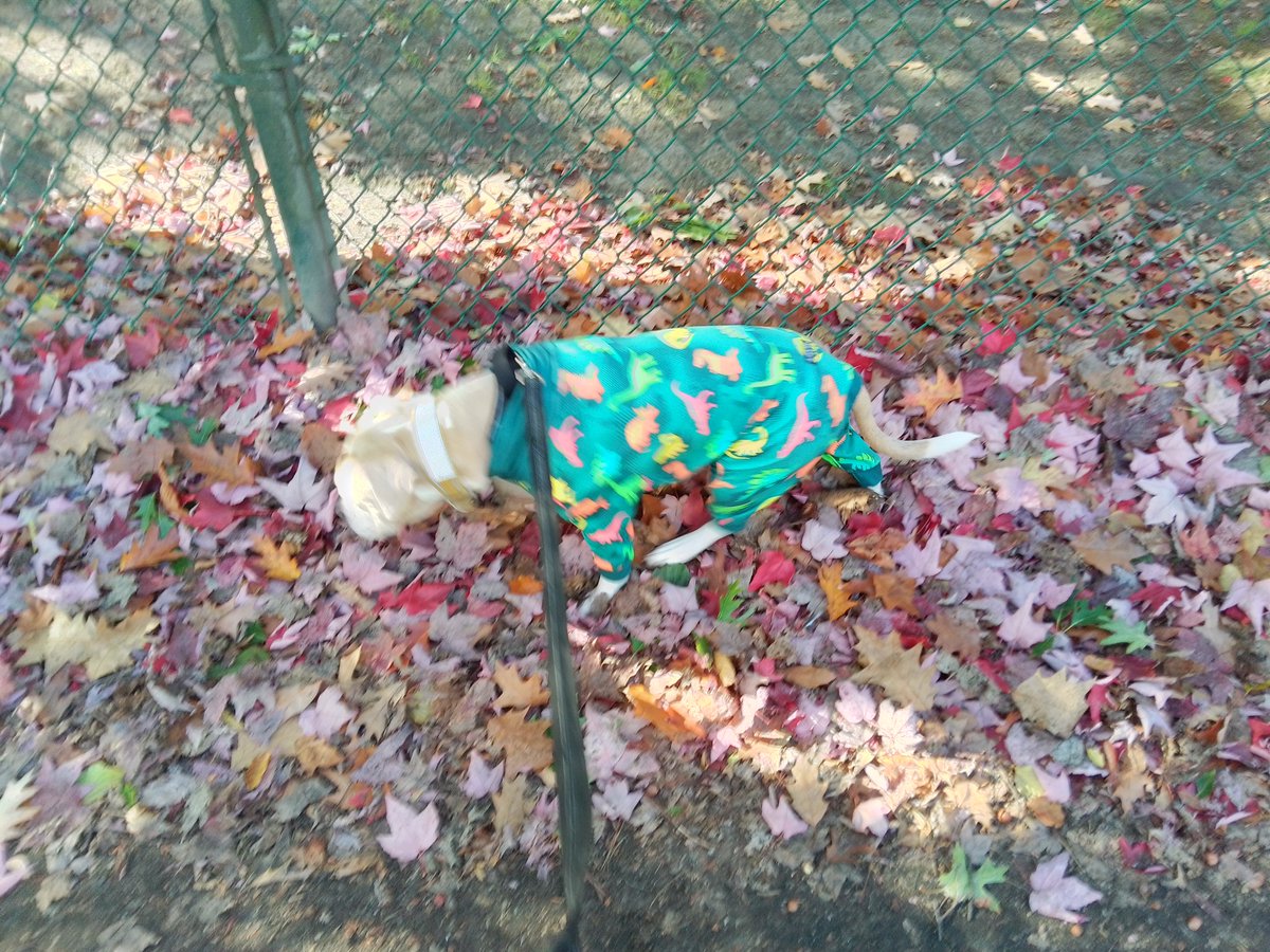 LebrockTony's tweet photo. 🐾🤎🤎🐾Dogatory Is Can You See The Difference¿🤪🐾😎🐶👑🫰🐾
#pittrageous #dogatory #twinning
#doubletrouble #somethingsthere
#oneplusone #differenthere #pittie #canyouseeit ##staffiesaturday
#fallvibes #halloweenvibes #pooch https://t.co/Sz3cDIJF1P