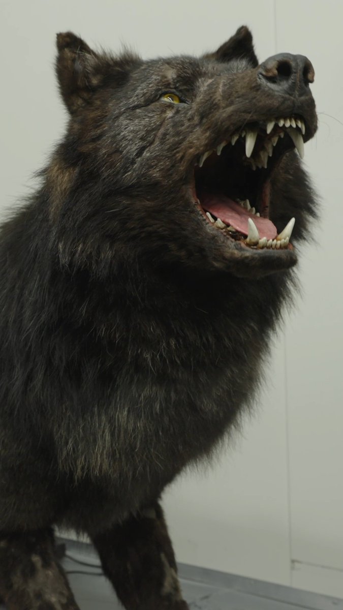 A dark, snarling wolf or dog statue or model with bared teeth and yellow eyes is displayed against a plain wall.