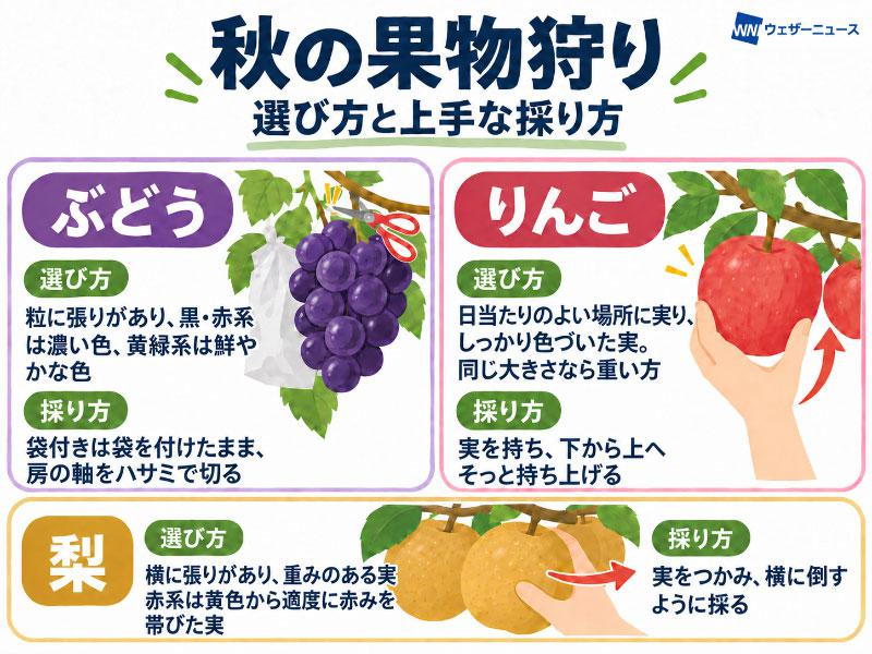 wni_jp's tweet photo. 【果物狩りで枝を傷めないために🍇🍎🍐】
自分で実を選べるのが魅力の果物狩りですが、採り方によっては枝を傷めることも。農園ごとに品種が異なるため、迷ったらスタッフに食べ頃を尋ねましょう。おいしい実の見分け方と上手な採り方を専門家に教えていただきました。
https://t.co/O429y37q5n https://t.co/mPQYeIJbMY