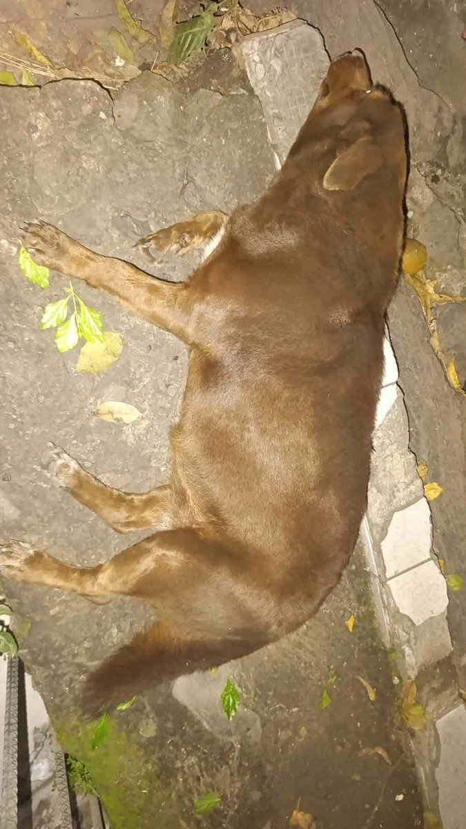 lyssitta's tweet photo. SERVICIO SOCIAL✅️
#SEBUSCA 📣

Hola buenas fíjese que se me perdio una perrita se llama Canela soy de las Colinas del Norte, Ciudad Delgado.

Si alguna persona sabe de su paradero puede comunicarse al número 7676 1882 y 7676 1595 se lo agredeceriamos muchísimo
Gracias 🙏 https://t.co/UUZysA8EpV