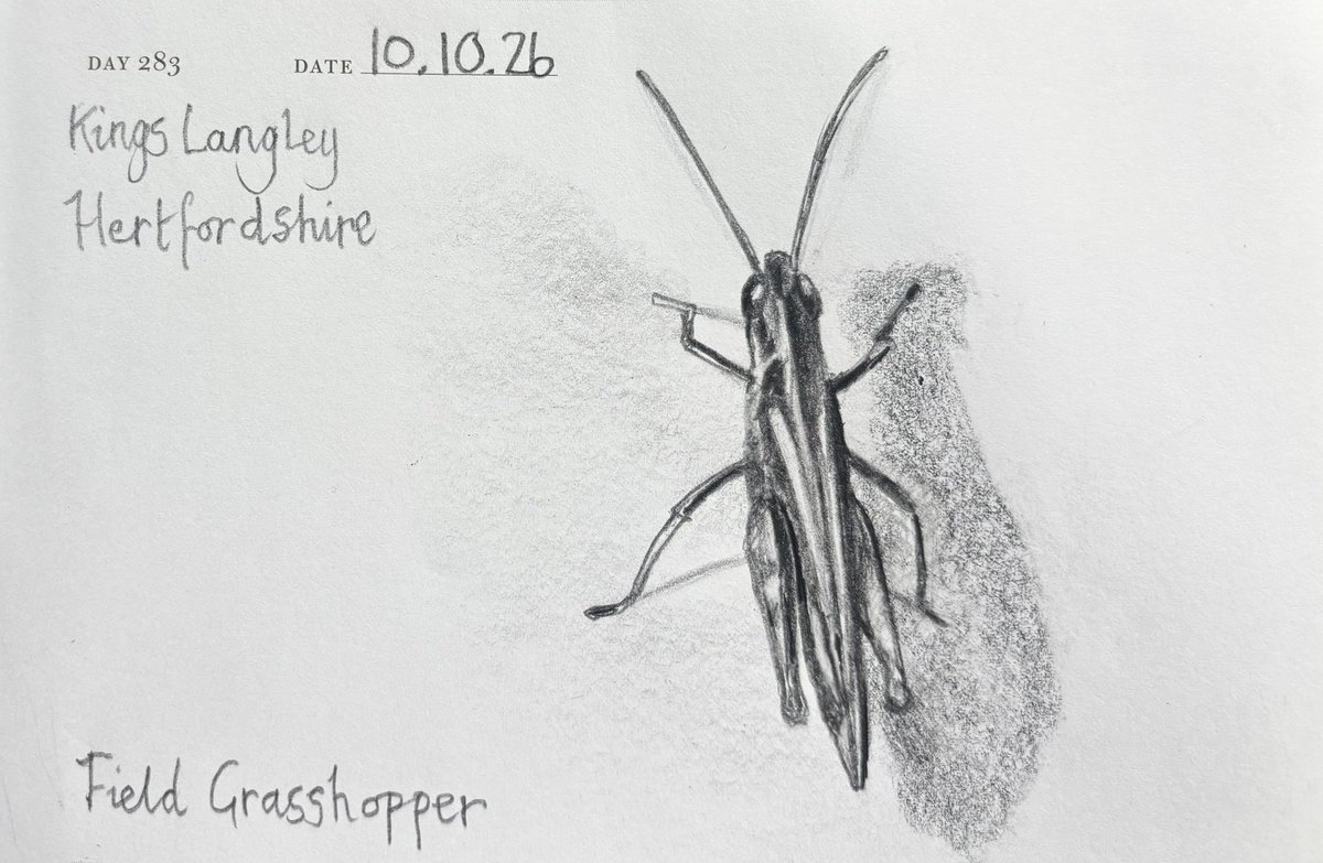 Venster67's tweet photo. One Sketch A Day 10.10.26
‘Field Grasshopper’
Kings Langley, Hertfordshire
#fieldgrasshopper #nature #autumnwildlife #onesketchaday #visualjournal https://t.co/idV3RF6gR7